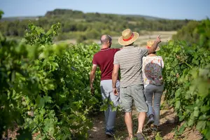 Tour image of Private vintage car half-day wine tour in 2CV