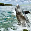 Image of Dolphin Watching