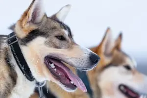 Tour image of Beginner Self-drive Dog Sledding Tour from Levi