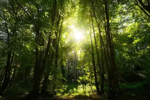 Tour image of Courtown Woodland Guided Tour