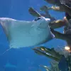 Image of Aquariums