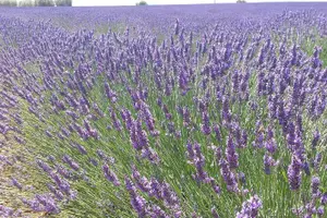 Tour image of Lavender Beauty Small Group Half Day Tour from Avignon