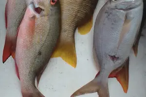 Tour image of Private Full Day Fishing in Belize Cayes
