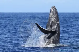 Tour image of Guaranteed Dolphin and Whale Watch Tour in Kona