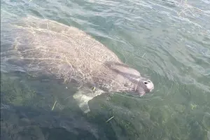 Tour image of Crystal River Manatee Viewing Cruise