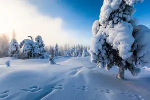 Tour image of Lapland Snowmobile Safari from Levi