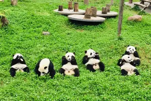 Tour image of Dujiangyan Panda Base and Mount Qingcheng