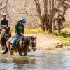 Image of Pack Animal Tours
