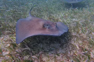 Tour image of Half Day Snorkeling Tour Caye Caulker