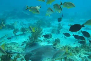 Tour image of Private Full Day Charter - Stingray City, Starfish Point, Kaibo & Snorkeling