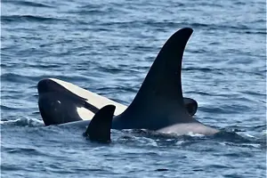 Tour image of 4-Hour Wildlife and Coastal Tour in Juneau, Alaska