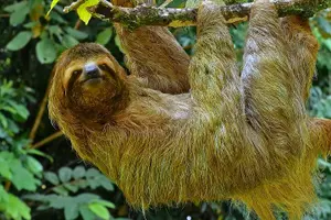 Tour image of Corcovado and Drake Bay 2-Day Small-Group Safari Guided Tour
