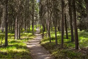 Tour image of Denali Nature Hike