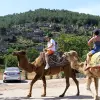 Image of Camel Rides