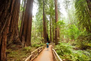 Tour image of Muir Woods and Sausalito Tour Plus Bay Cruise
