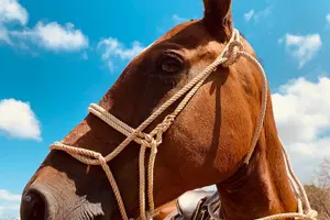 Tour image of Horseback Riding 2hrs - Dreams Las Mareas