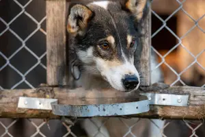 Tour image of Husky cuddle at Fjälläventyr Dog Park - admission ticket