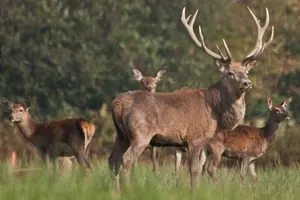 Tour image of Private Full Day Tour in Khustain Nuruu National Park