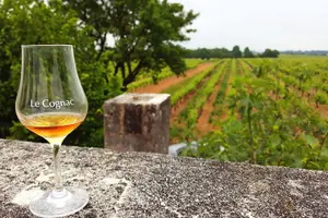 Tour image of Private day-tour from Angouleme: Facets of Cognac : vine to glass