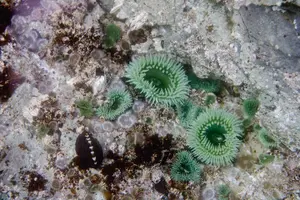 Tour image of Snorkel Tour at Magic Island