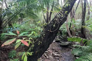 Tour image of Jungle River Trek: private tour in Yanbaru, north Okinawa