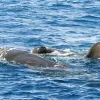 Image of Dolphin Watching