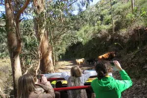 Tour image of Porto Moniz 4WD Jeep Full Day Tour