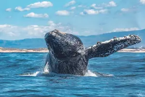 Tour image of 3-Hour Whale Watching Tour from Monterey