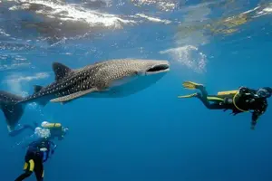 Tour image of Oslob Whale Shark & Tumalog Falls & Kawasan Falls Canyoneering