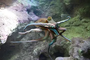 Tour image of Crystal Caves, Aquarium, City of Hamilton and Ferry