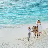Image of Horseback Riding