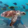 Image of Scuba Diving