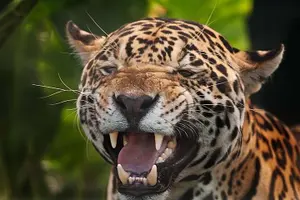 Tour image of Cockscomb Wildlife Sanctuary