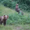 Image of Wildlife Watching