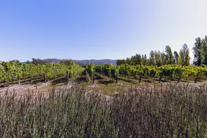 Tour image of PRIVATE Luxury Transportation Experience - Sonoma
