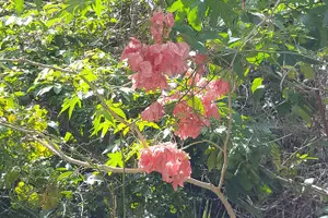 Tour image of Bird Watching Tour in St Lucia