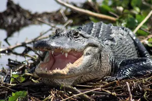 Tour image of Western Everglades Adventure Tour
