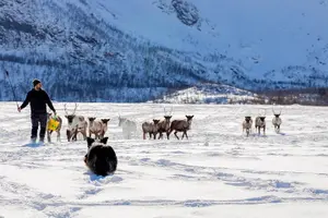 Tour image of Sami Reindeer Experience