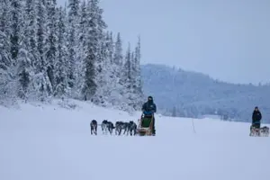 Tour image of Northern Lights Dog Sledding Tour through the Taïga Forest near Kiruna
