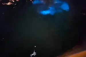 Tour image of Private: Bioluminescence Tour