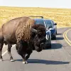 Image of Safaris