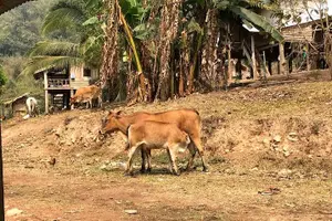 Tour image of The Ultimate Hiker’s Choice - 5 days forest trek with homestay and camping