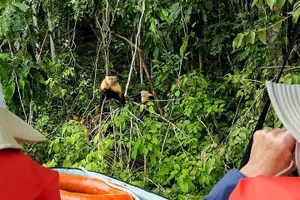 Tour image of Guided Jungle Adventure with Gatun Lake Cruise