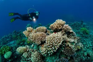 Tour image of DSD "Discover Scuba Diving" (Min Age 10 Years)