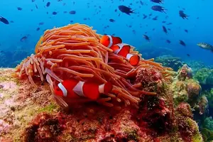 Tour image of Nemo Island Experience with Drone Photos and Lunch