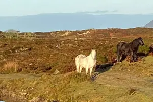 Tour image of Private Connemara and Cong Day Tour with Kylemore Abbey
