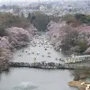 Image of Cherry Blossom