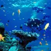Image of Scuba Diving