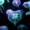Image of Aquariums