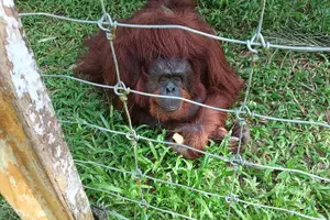 Tour image of Orangutan Island, A Responsible Wildlife Sanctuary Experience